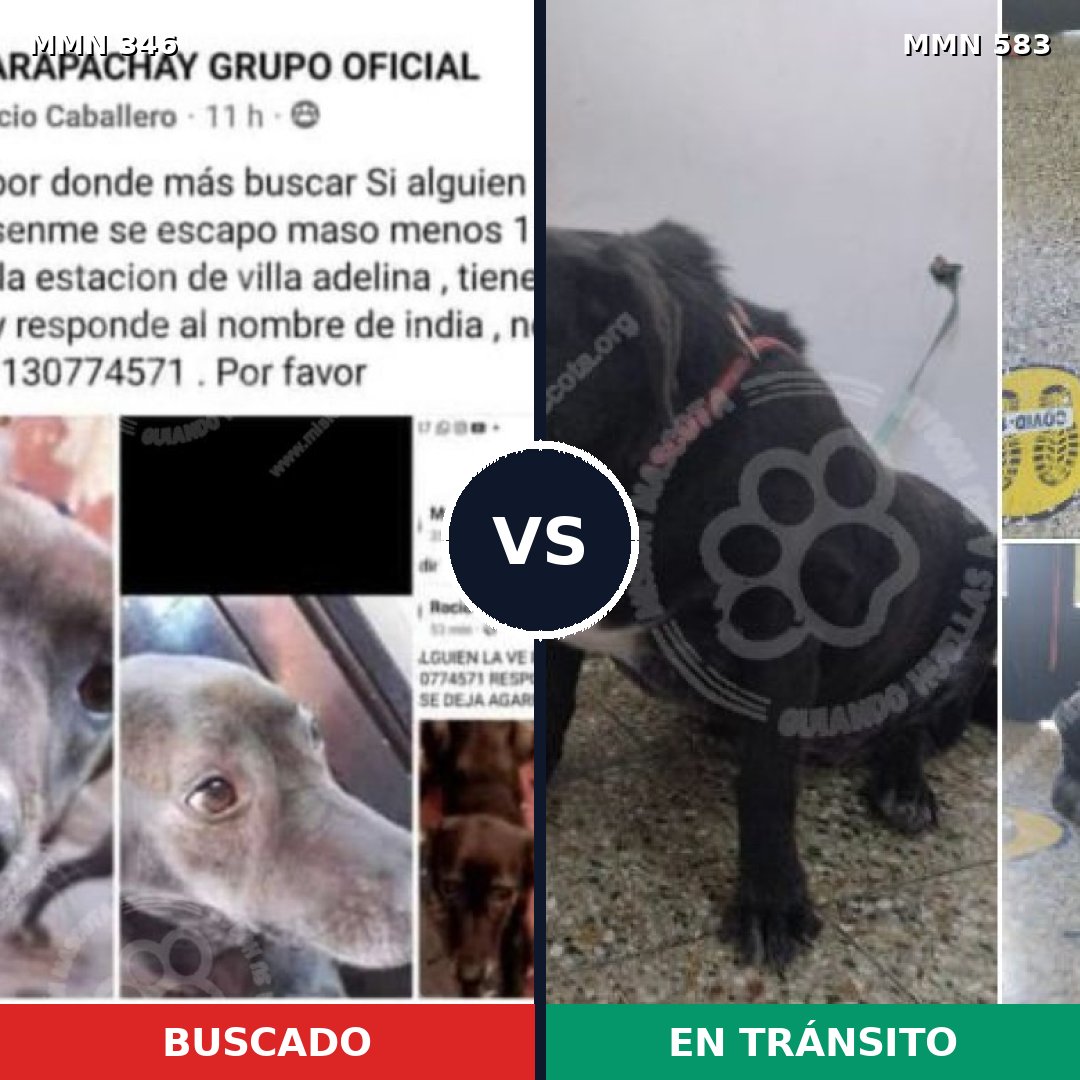 Comparativa MMS 6713: mascota perdida y mascota encontrada, 13% de similitud