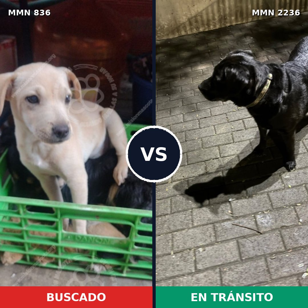 Comparativa MMS 67130: mascota perdida y mascota encontrada, 36% de similitud
