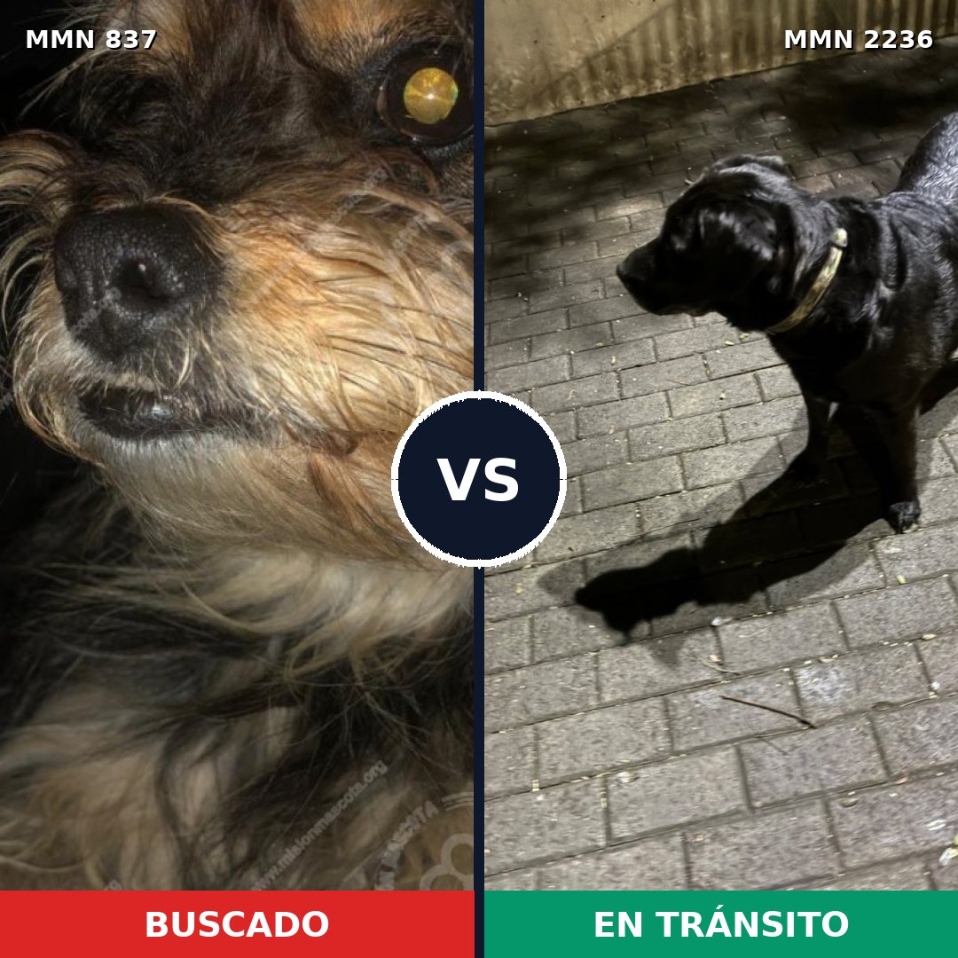 Comparativa MMS 67131: mascota perdida y mascota encontrada, 32% de similitud