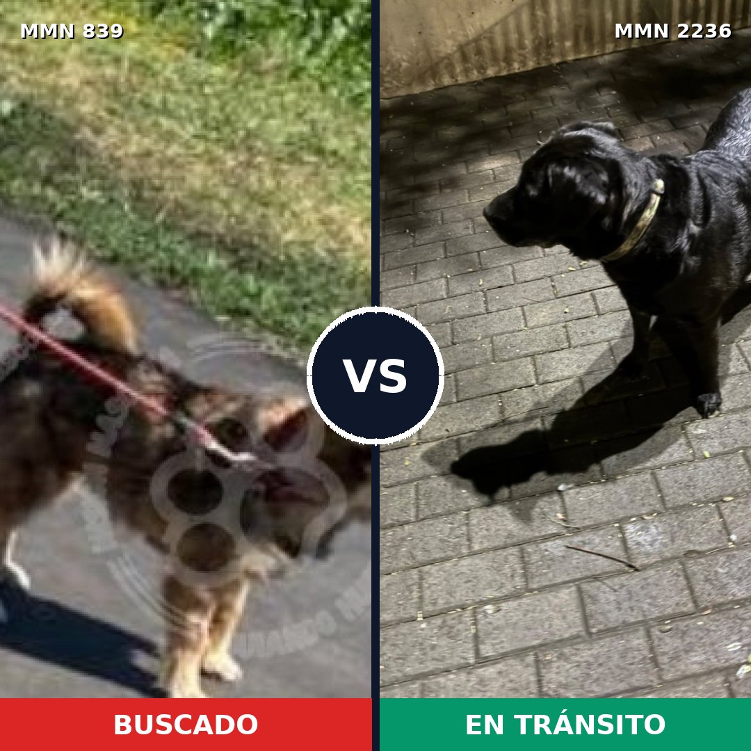 Comparativa MMS 67132: mascota perdida y mascota encontrada, 49% de similitud