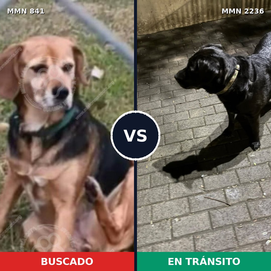 Comparativa MMS 67133: mascota perdida y mascota encontrada, 54% de similitud