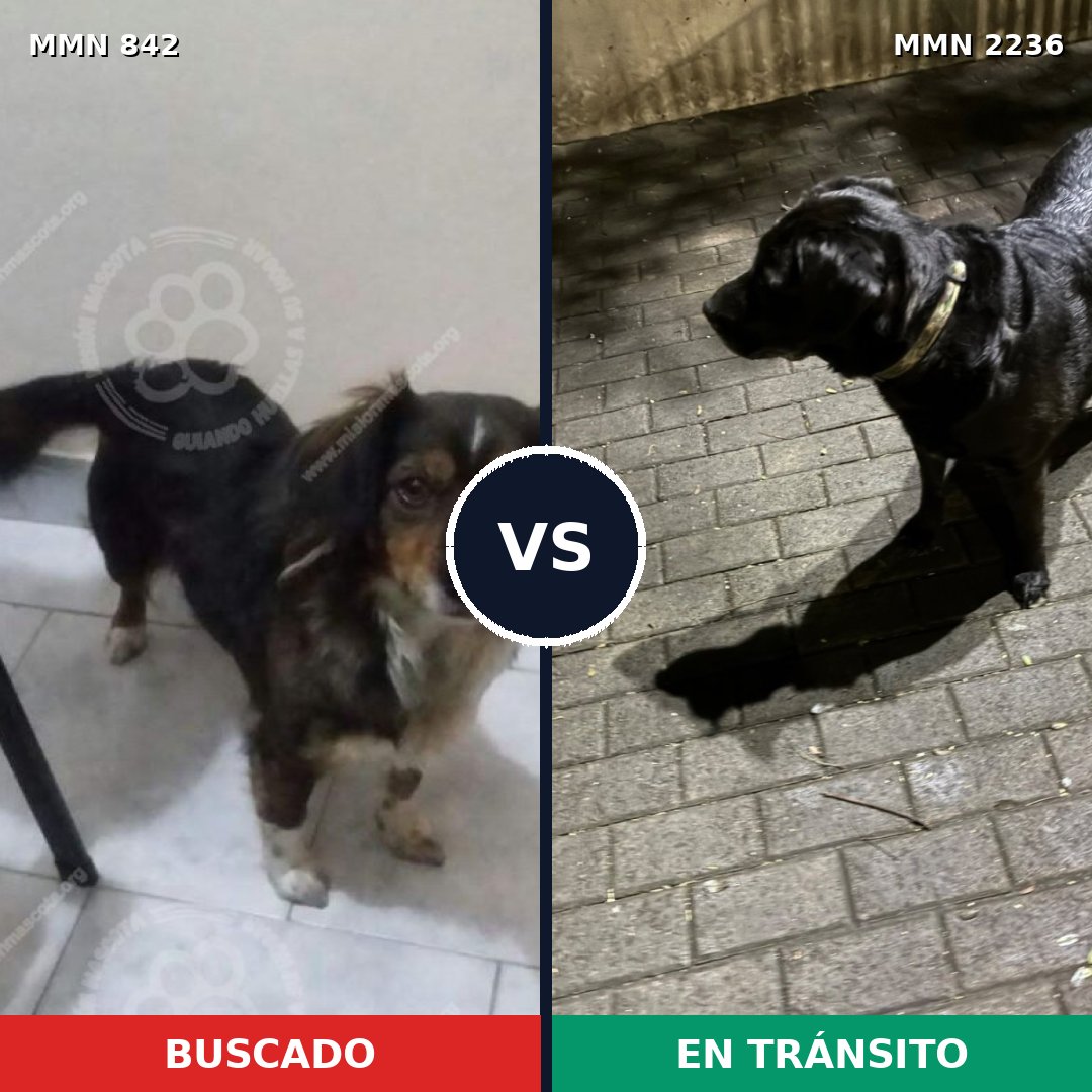 Comparativa MMS 67134: mascota perdida y mascota encontrada, 48% de similitud