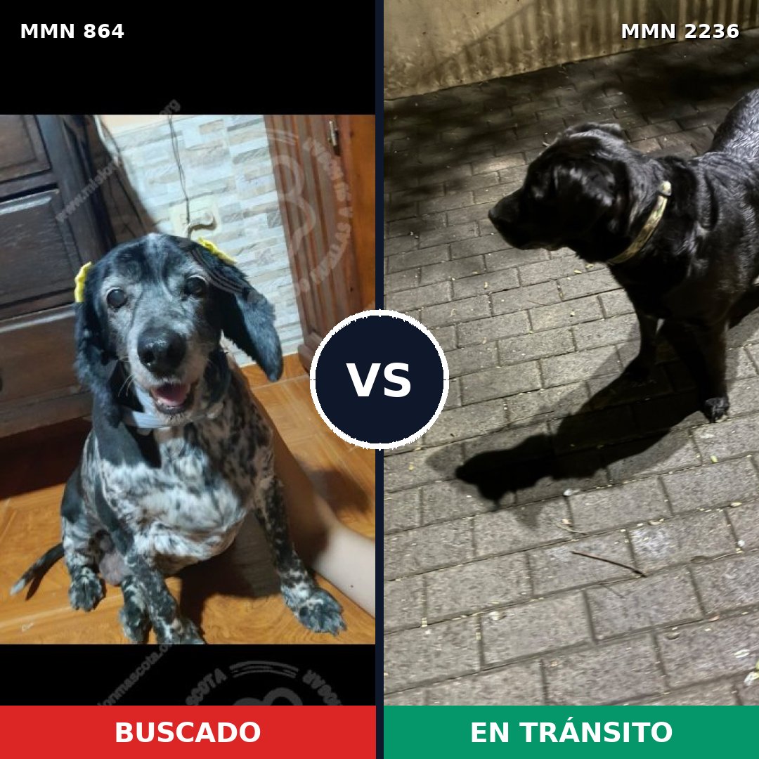 Comparativa MMS 67137: mascota perdida y mascota encontrada, 27% de similitud