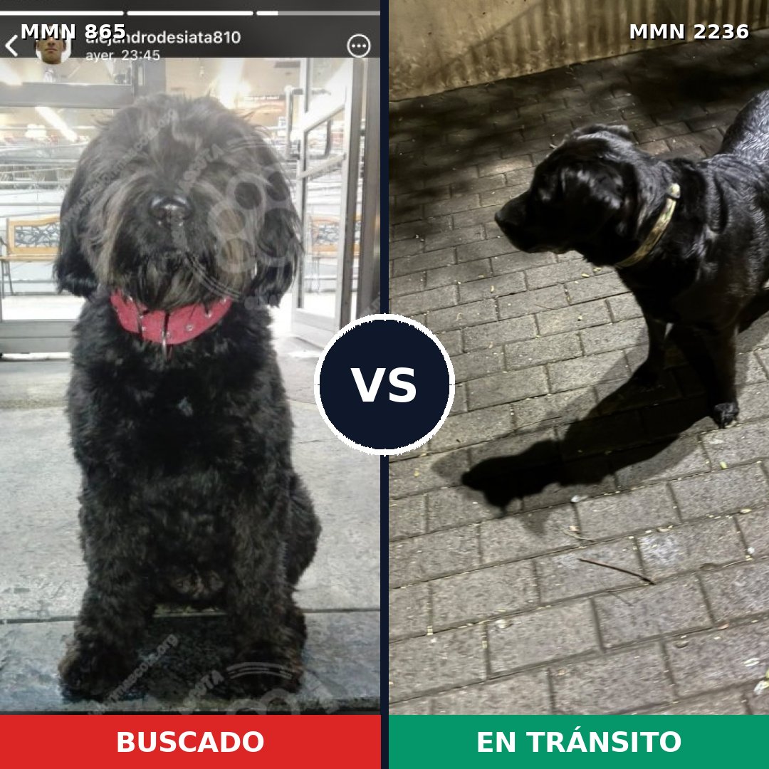 Comparativa MMS 67138: mascota perdida y mascota encontrada, 43% de similitud