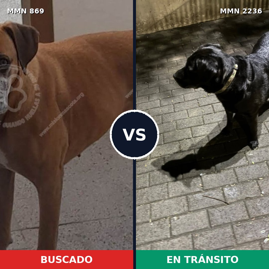 Comparativa MMS 67139: mascota perdida y mascota encontrada, 36% de similitud