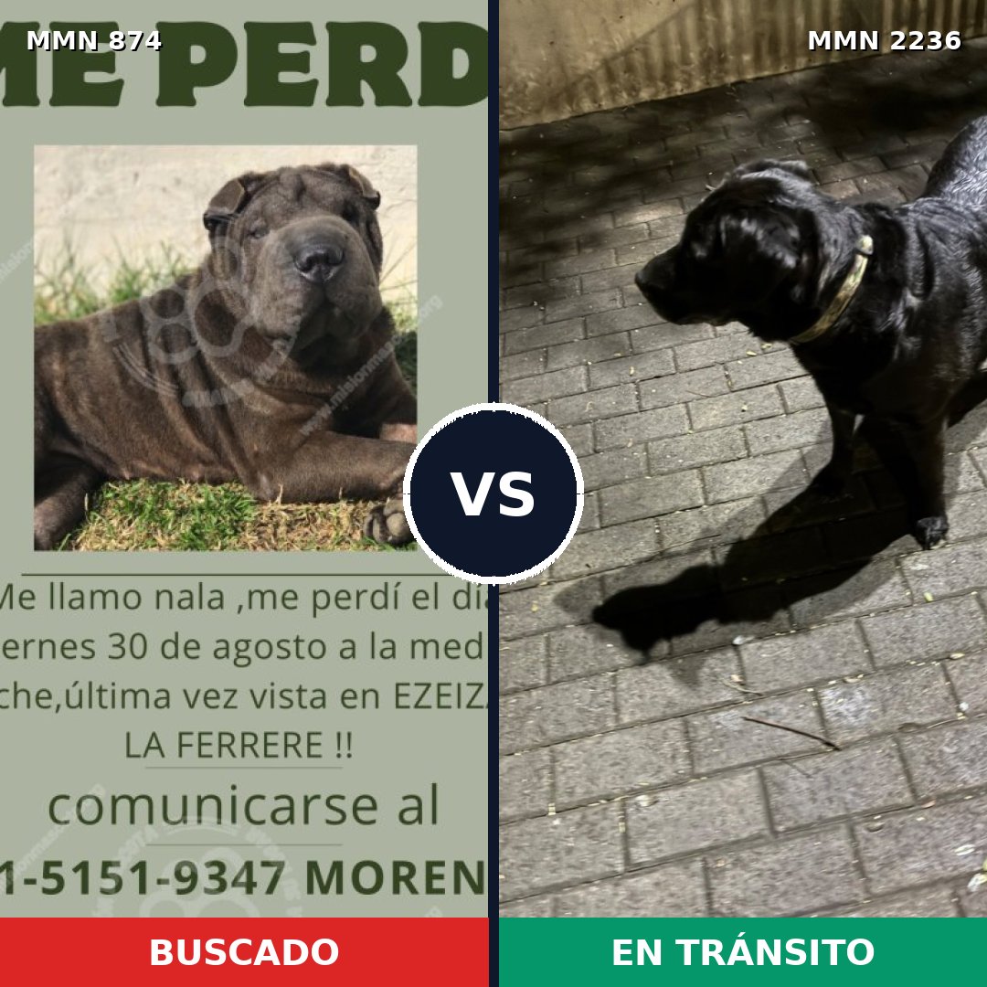 Comparativa MMS 67140: mascota perdida y mascota encontrada, 40% de similitud