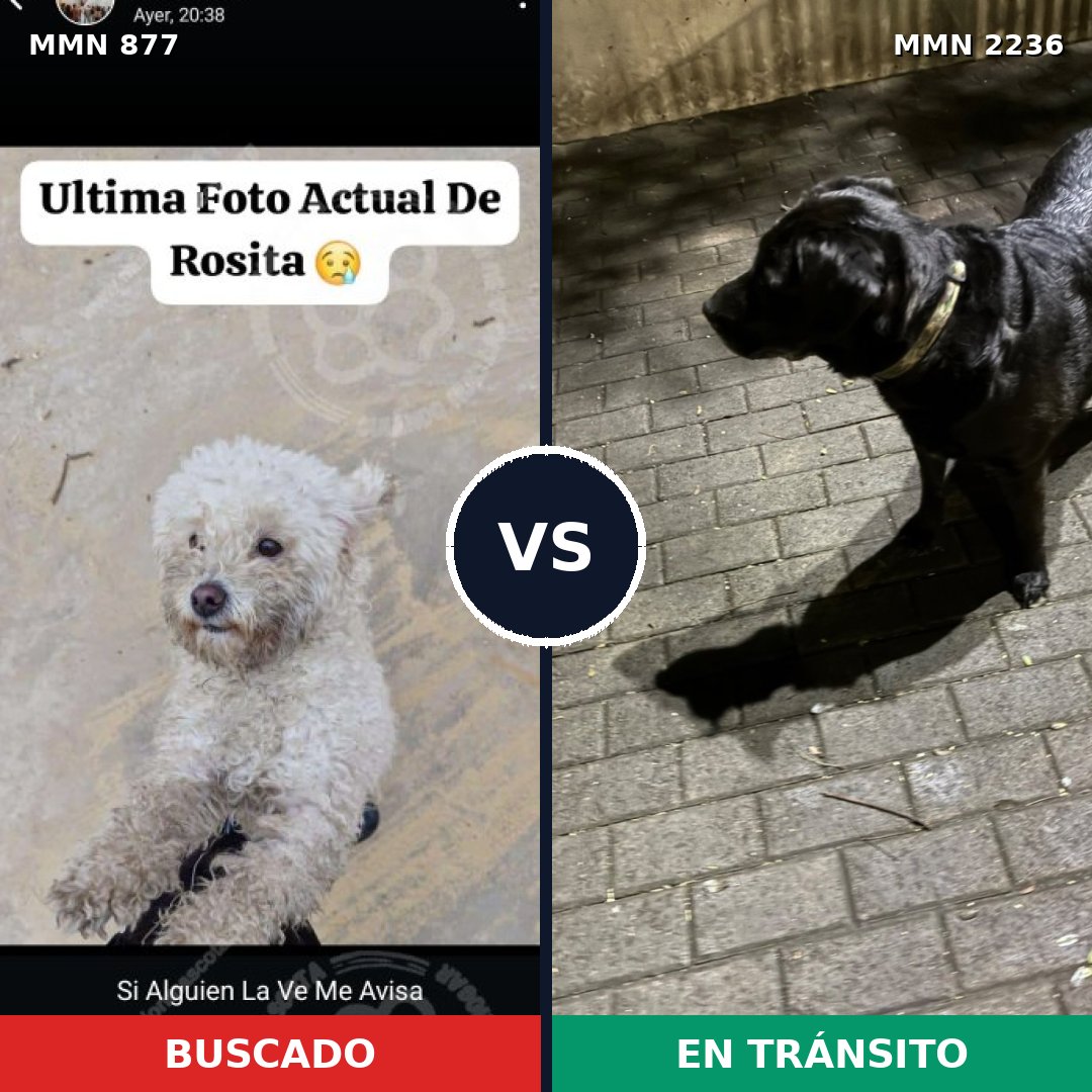 Comparativa MMS 67141: mascota perdida y mascota encontrada, 26% de similitud