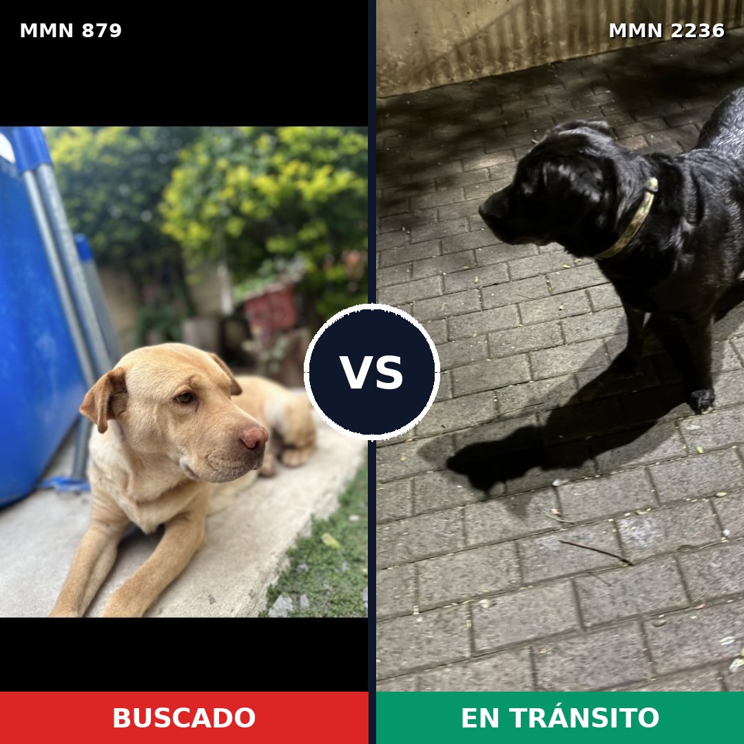 Comparativa MMS 67142: mascota perdida y mascota encontrada, 35% de similitud