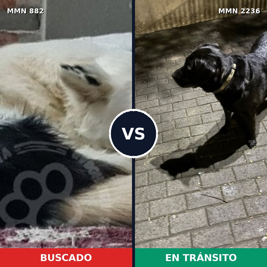 Comparativa MMS 67143: mascota perdida y mascota encontrada, 32% de similitud