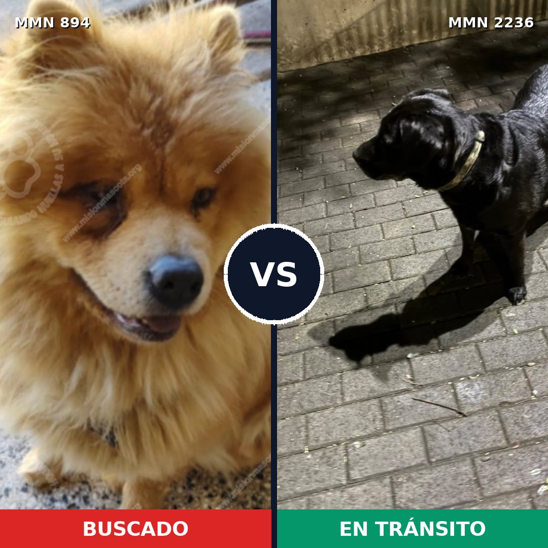 Comparativa MMS 67146: mascota perdida y mascota encontrada, 35% de similitud