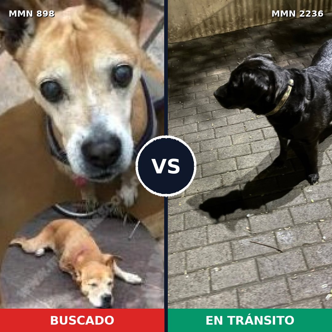 Comparativa MMS 67147: mascota perdida y mascota encontrada, 27% de similitud