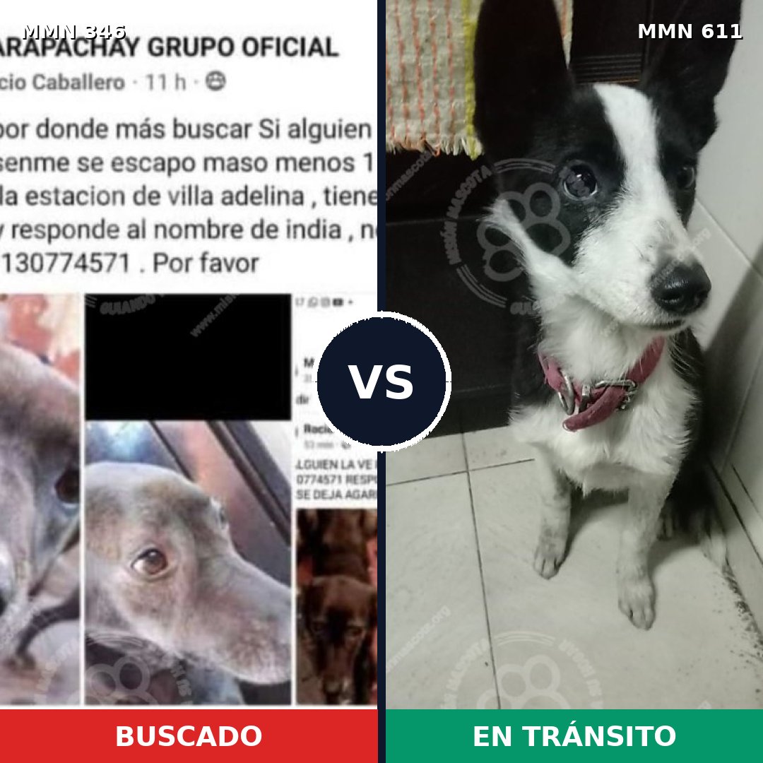 Comparativa MMS 6715: mascota perdida y mascota encontrada, 15% de similitud