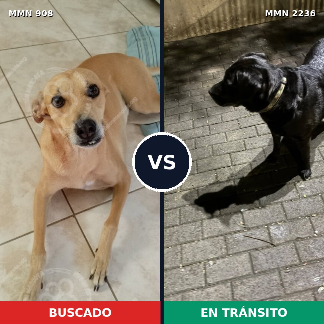 Comparativa MMS 67150: mascota perdida y mascota encontrada, 45% de similitud