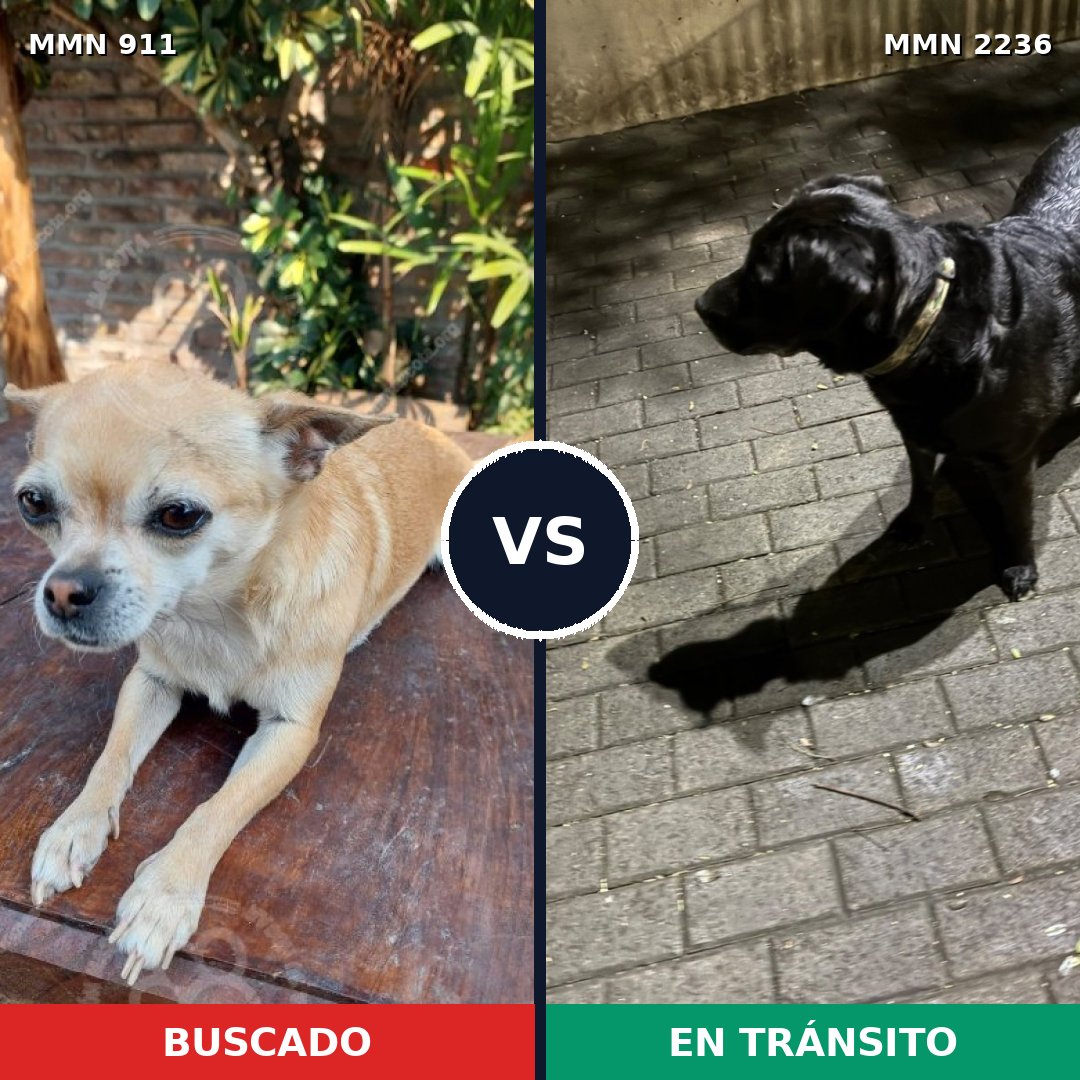 Comparativa MMS 67151: mascota perdida y mascota encontrada, 26% de similitud