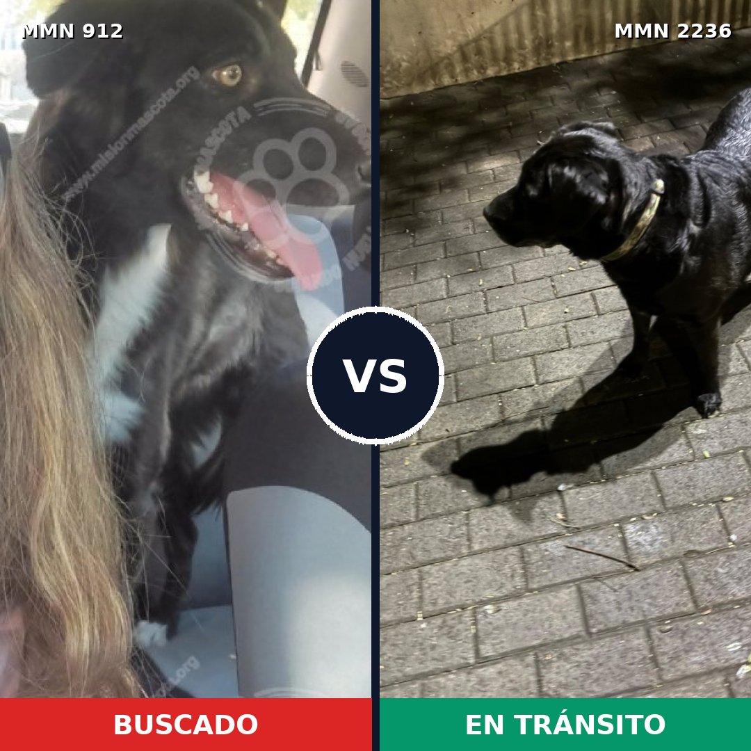 Comparativa MMS 67152: mascota perdida y mascota encontrada, 50% de similitud