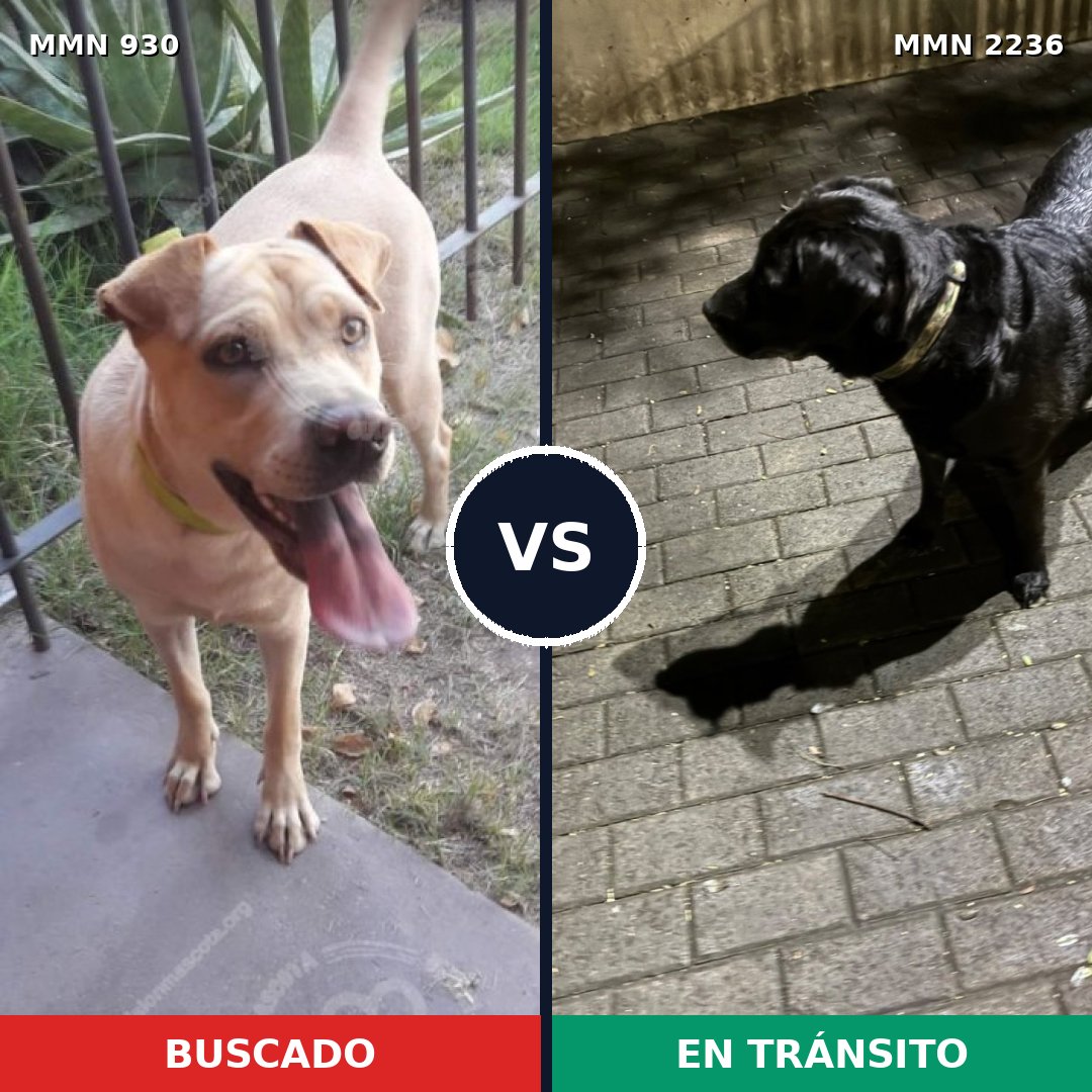 Comparativa MMS 67155: mascota perdida y mascota encontrada, 33% de similitud