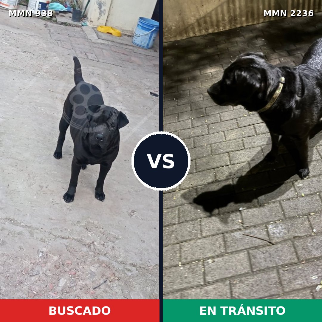 Comparativa MMS 67156: mascota perdida y mascota encontrada, 44% de similitud