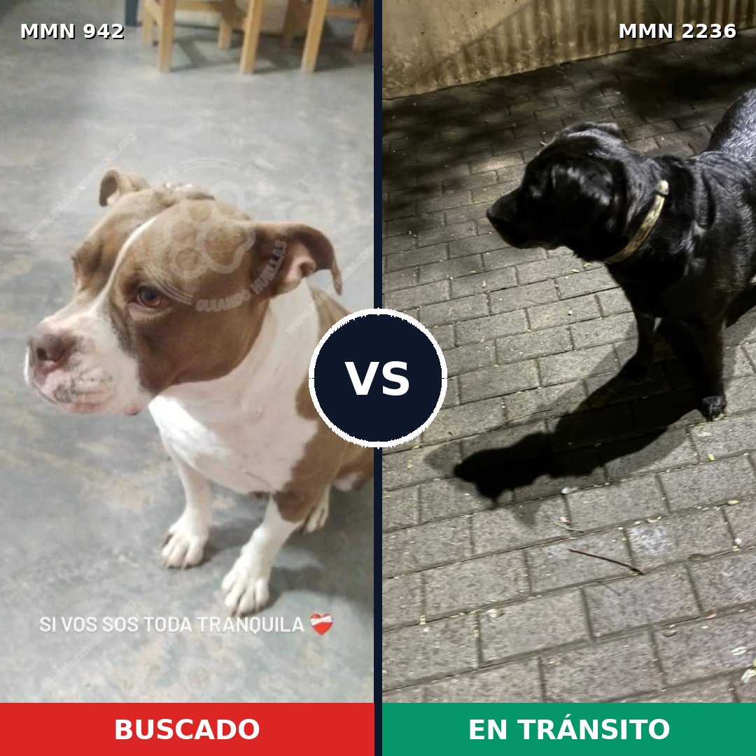 Comparativa MMS 67158: mascota perdida y mascota encontrada, 31% de similitud