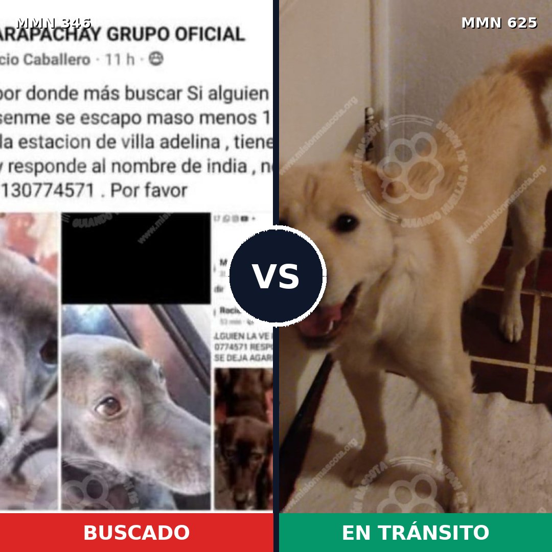 Comparativa MMS 6716: mascota perdida y mascota encontrada, 14% de similitud