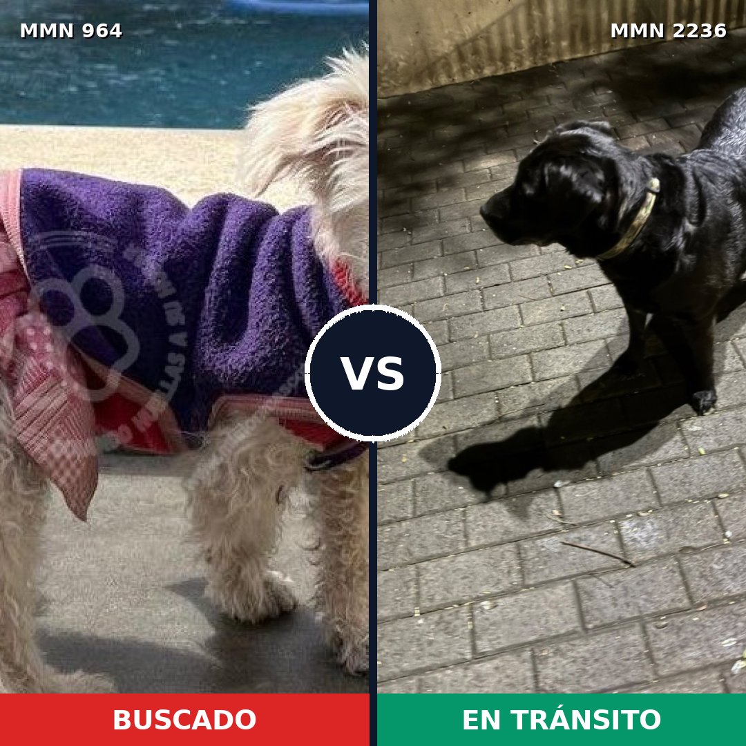 Comparativa MMS 67161: mascota perdida y mascota encontrada, 27% de similitud
