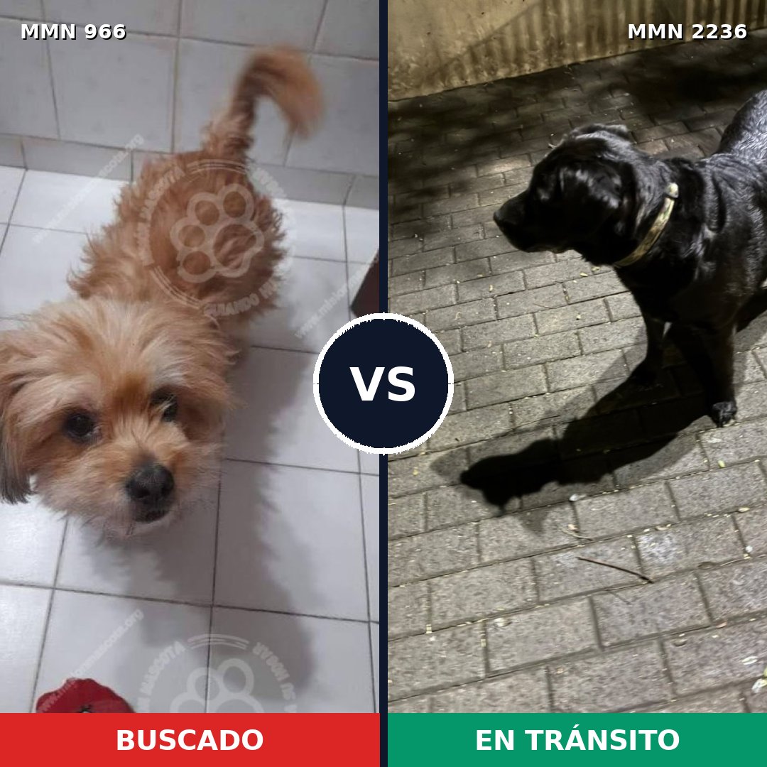 Comparativa MMS 67162: mascota perdida y mascota encontrada, 50% de similitud
