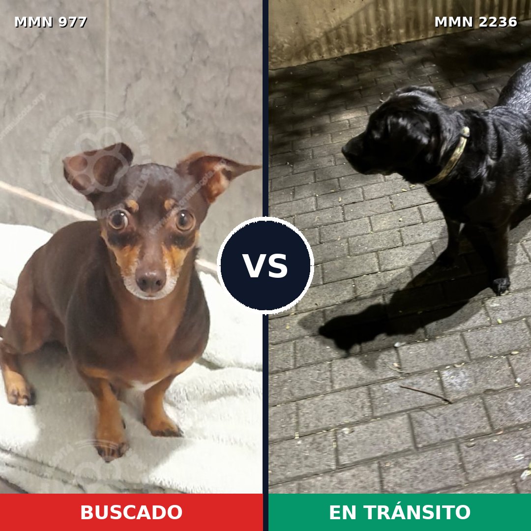 Comparativa MMS 67164: mascota perdida y mascota encontrada, 51% de similitud