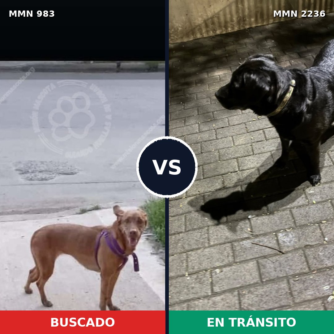 Comparativa MMS 67165: mascota perdida y mascota encontrada, 50% de similitud