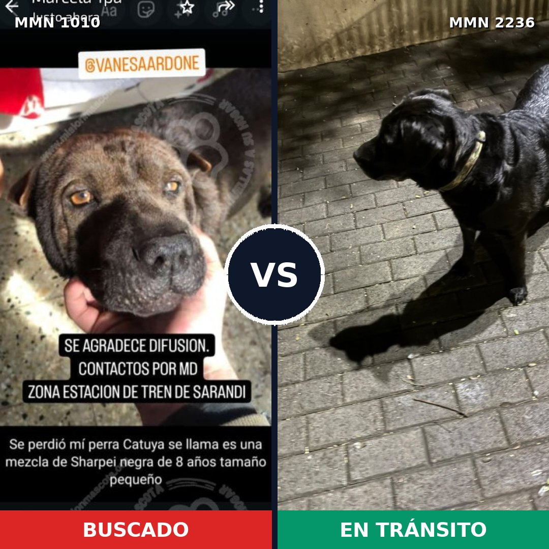 Comparativa MMS 67169: mascota perdida y mascota encontrada, 43% de similitud