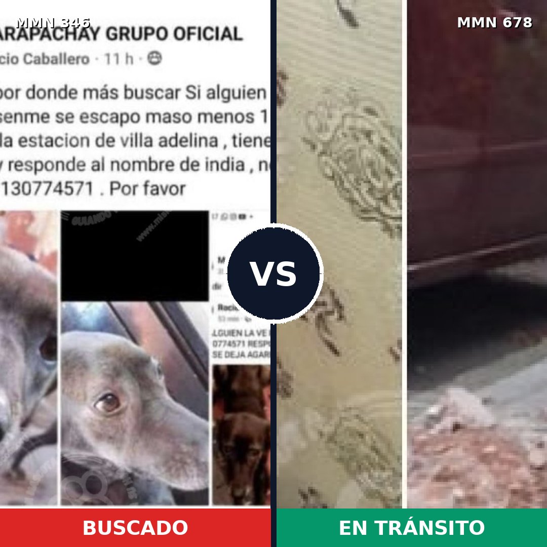 Comparativa MMS 6717: mascota perdida y mascota encontrada, 17% de similitud