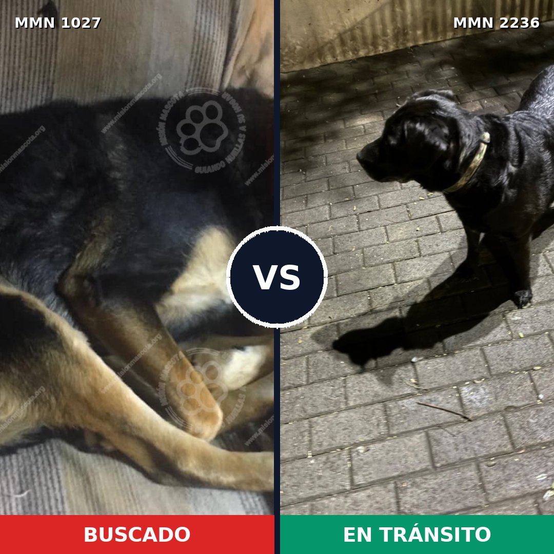 Comparativa MMS 67171: mascota perdida y mascota encontrada, 56% de similitud