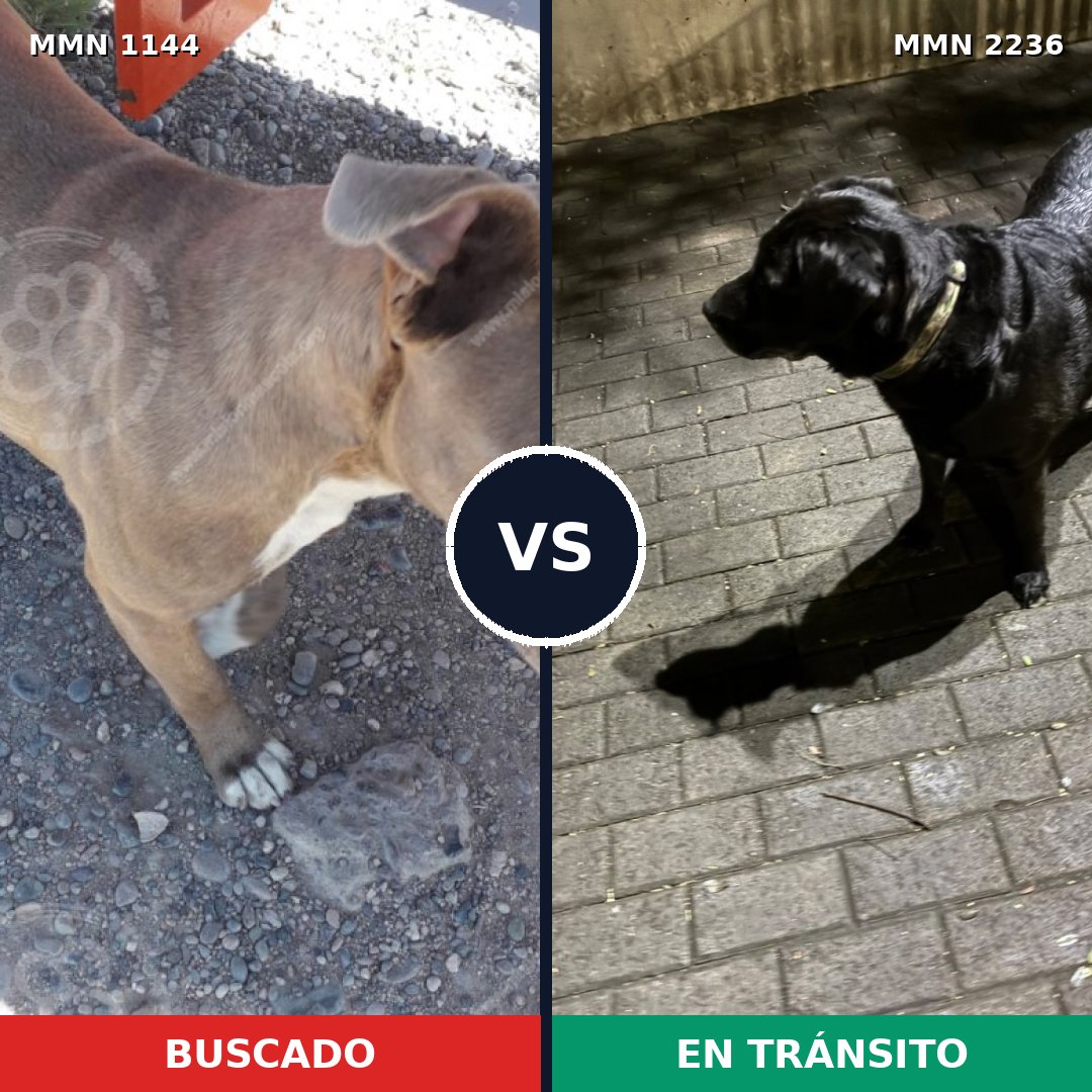 Comparativa MMS 67172: mascota perdida y mascota encontrada, 30% de similitud
