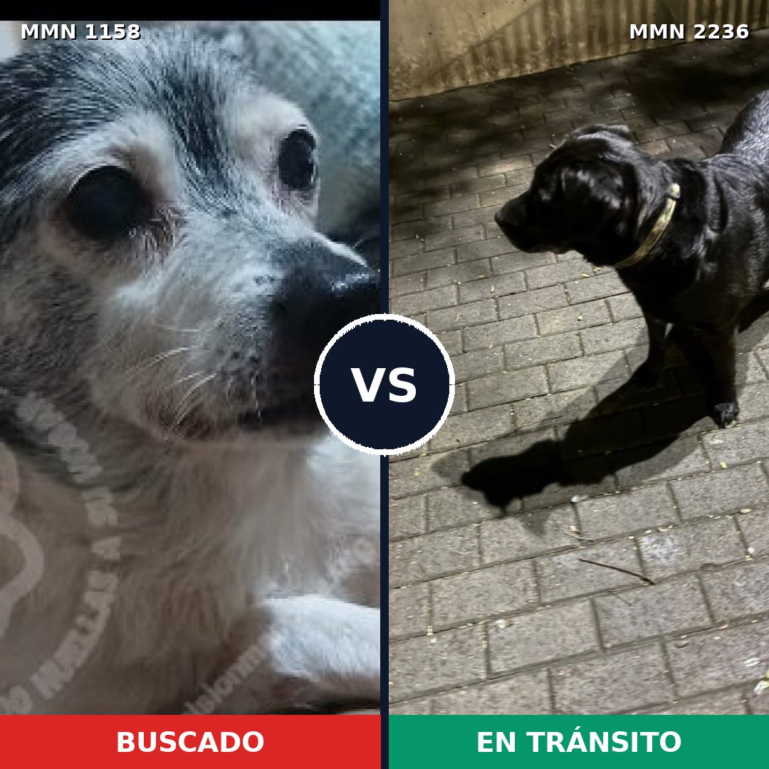 Comparativa MMS 67174: mascota perdida y mascota encontrada, 27% de similitud