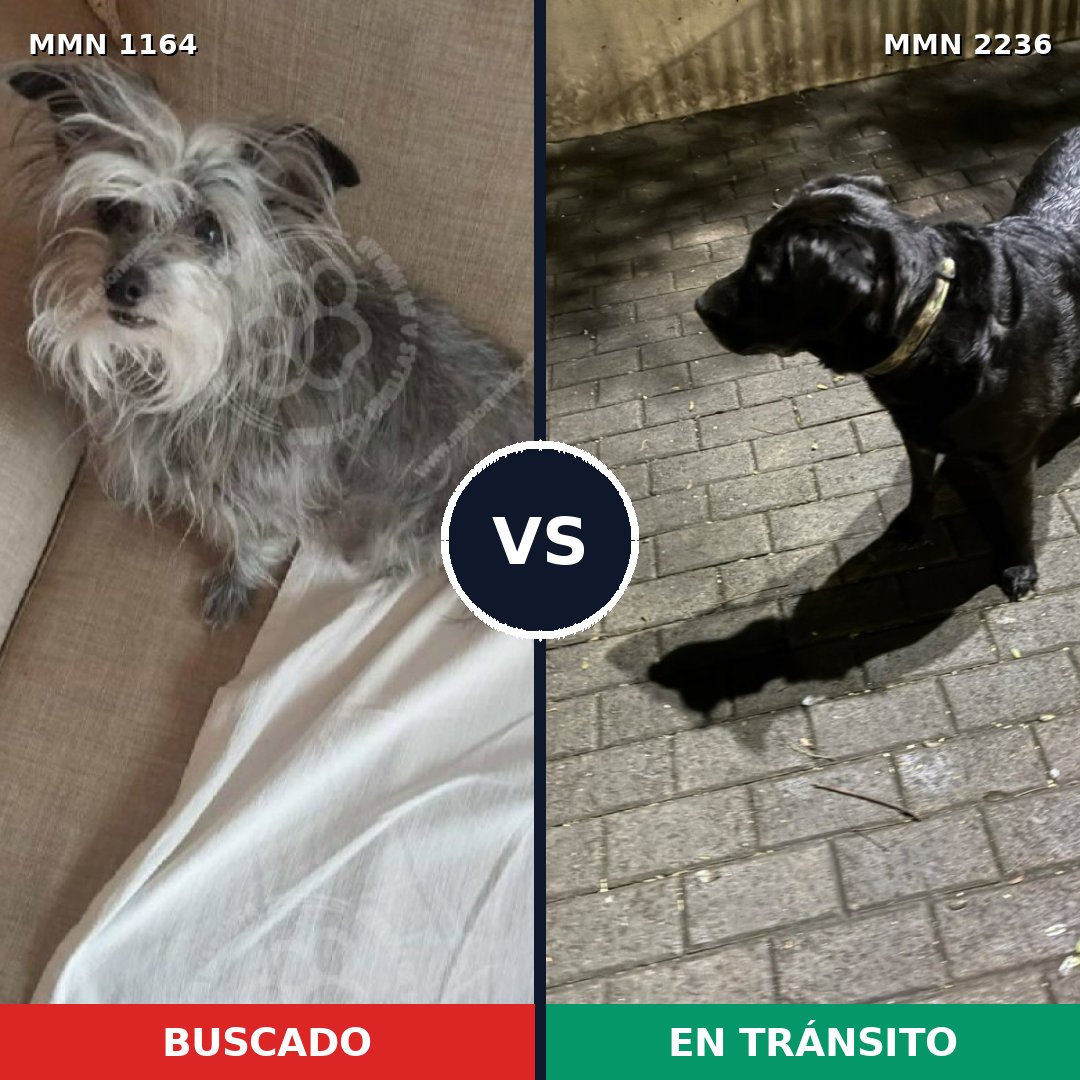 Comparativa MMS 67175: mascota perdida y mascota encontrada, 43% de similitud