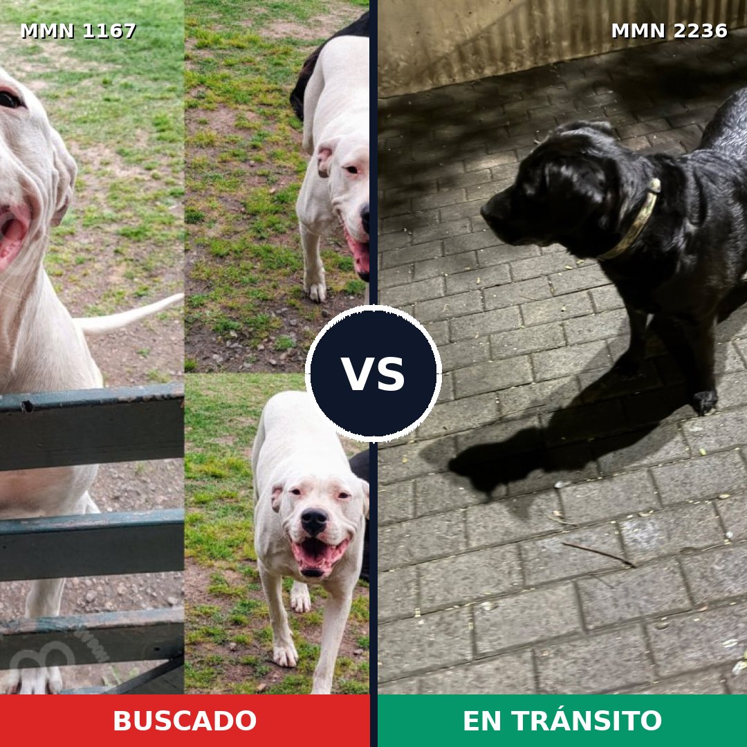 Comparativa MMS 67176: mascota perdida y mascota encontrada, 48% de similitud