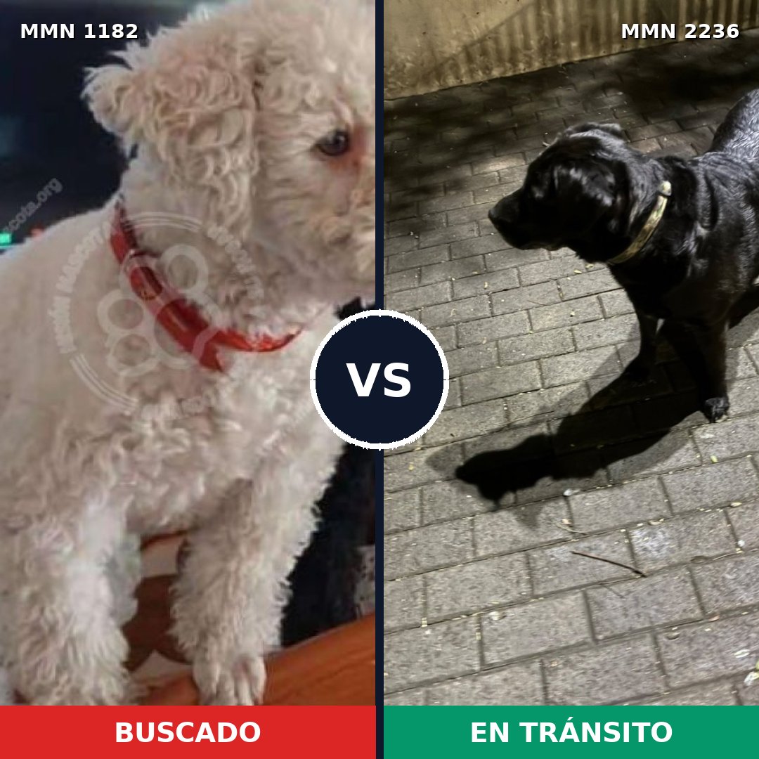 Comparativa MMS 67180: mascota perdida y mascota encontrada, 27% de similitud