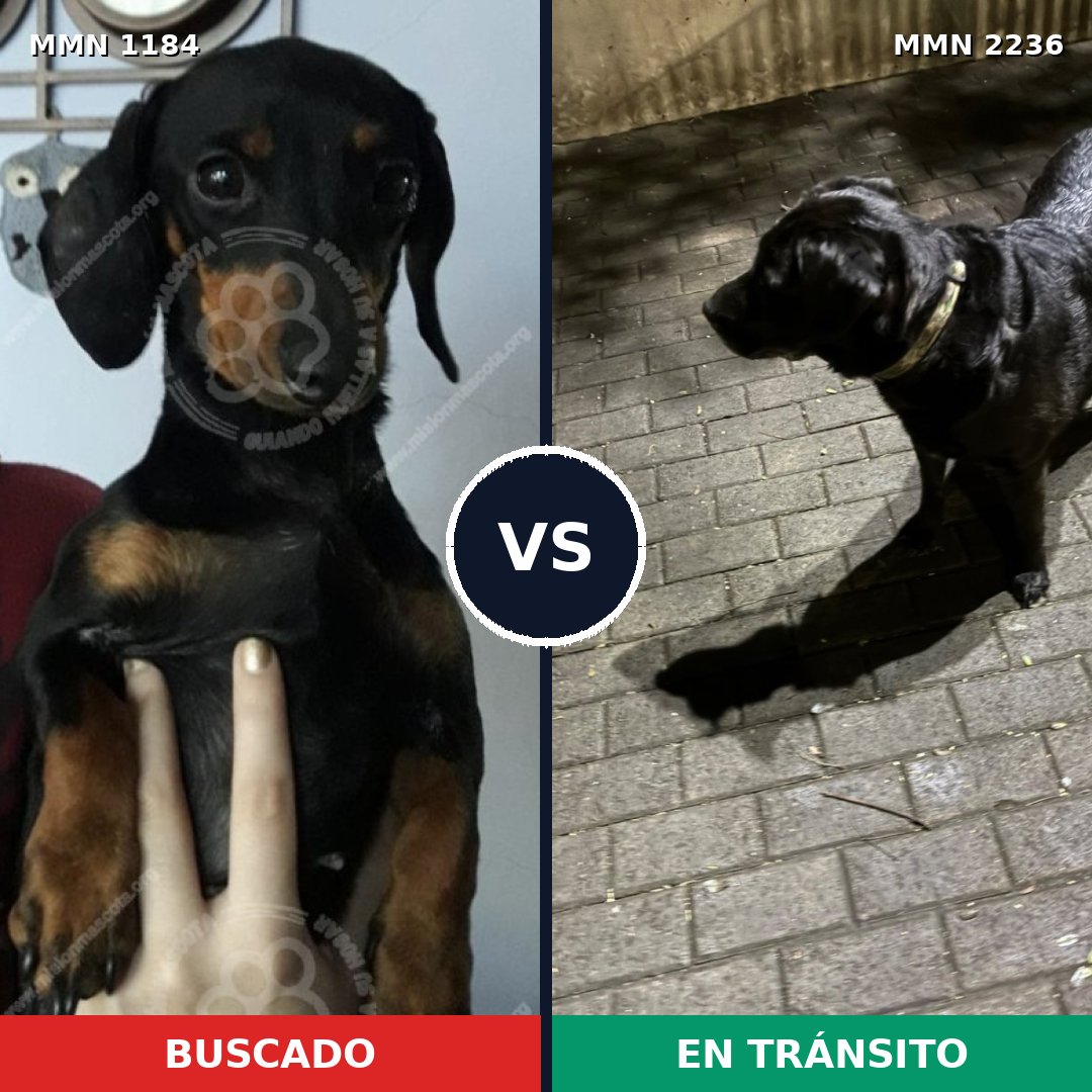 Comparativa MMS 67181: mascota perdida y mascota encontrada, 33% de similitud