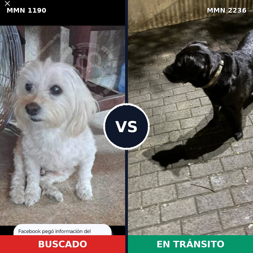 Comparativa MMS 67182: mascota perdida y mascota encontrada, 24% de similitud