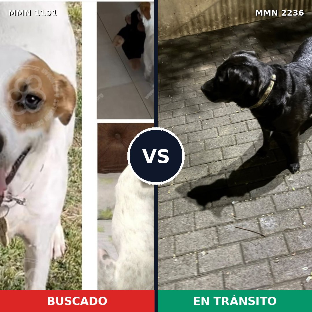 Comparativa MMS 67183: mascota perdida y mascota encontrada, 49% de similitud