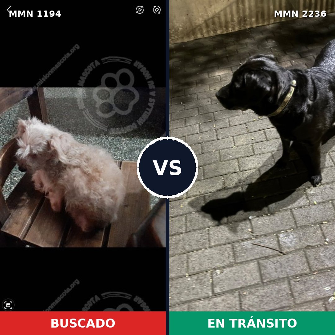 Comparativa MMS 67184: mascota perdida y mascota encontrada, 26% de similitud