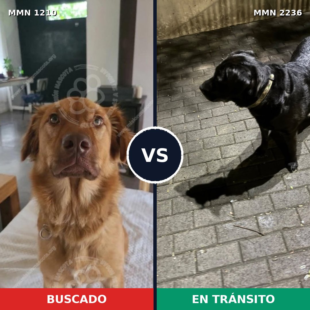 Comparativa MMS 67185: mascota perdida y mascota encontrada, 49% de similitud