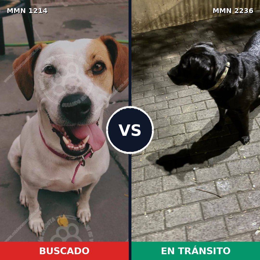 Comparativa MMS 67186: mascota perdida y mascota encontrada, 51% de similitud