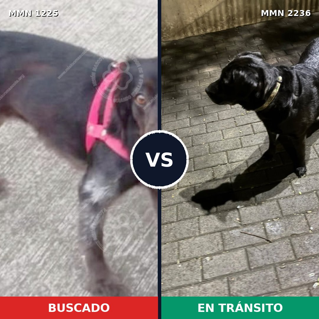 Comparativa MMS 67188: mascota perdida y mascota encontrada, 57% de similitud