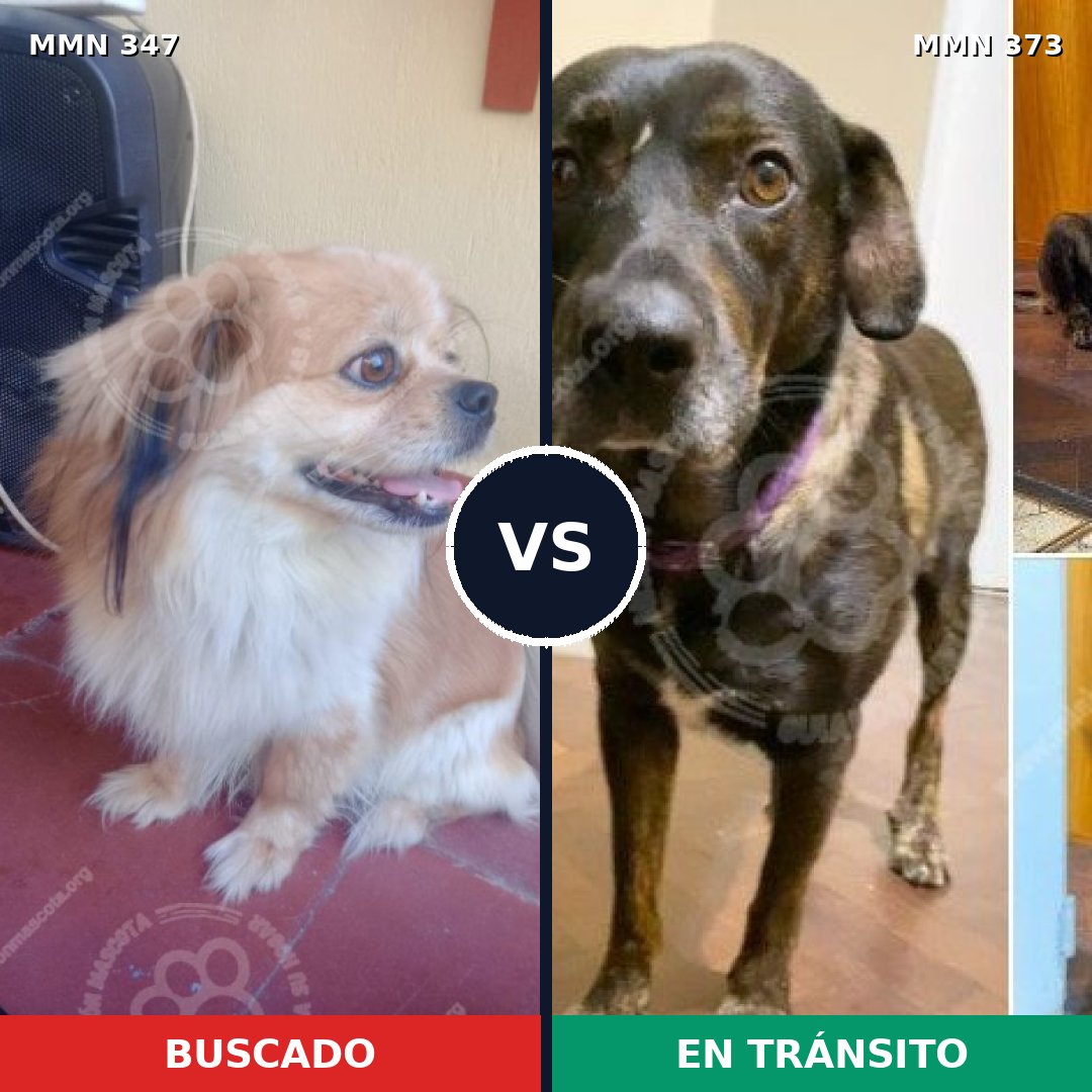 Comparativa MMS 6719: mascota perdida y mascota encontrada, 16% de similitud