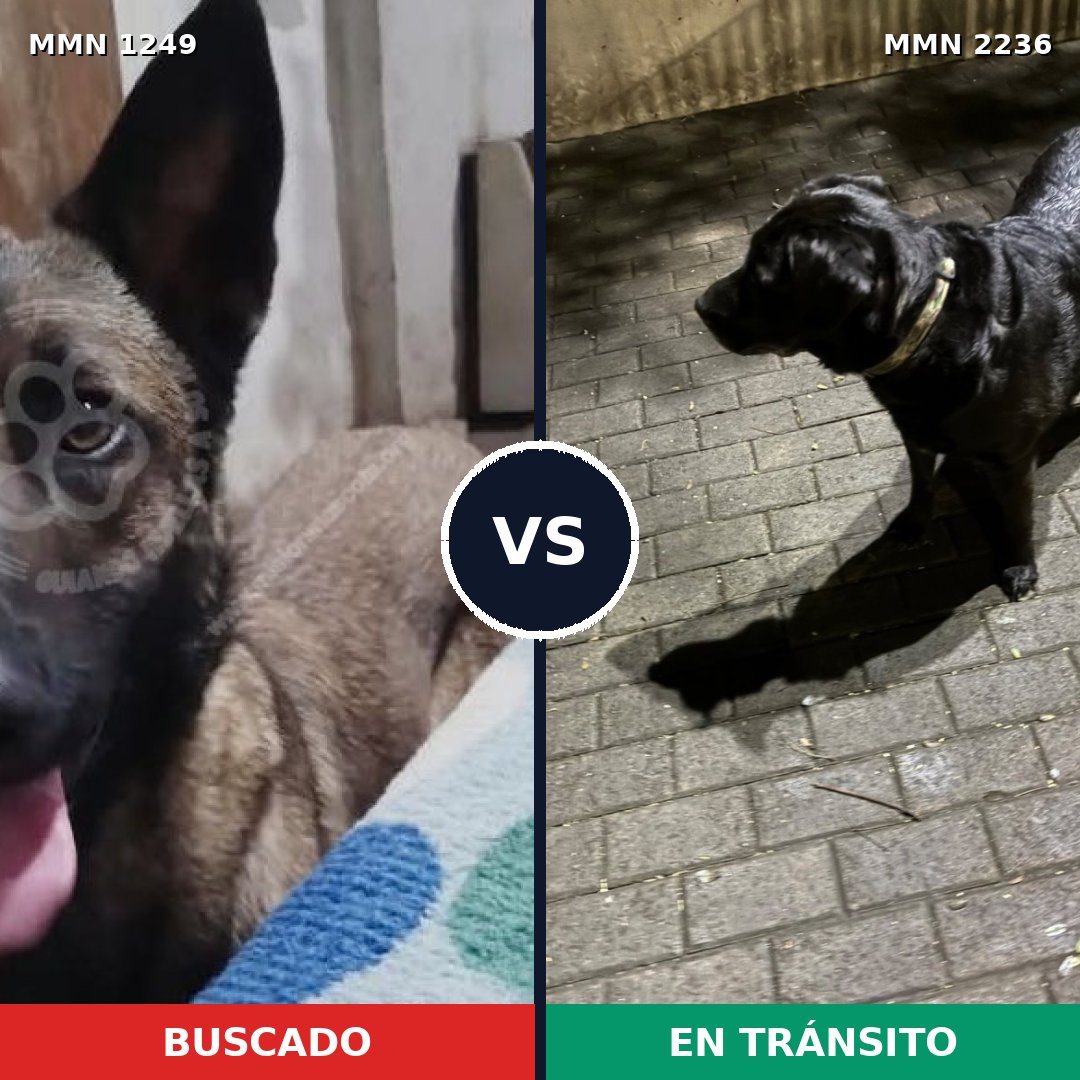 Comparativa MMS 67191: mascota perdida y mascota encontrada, 40% de similitud