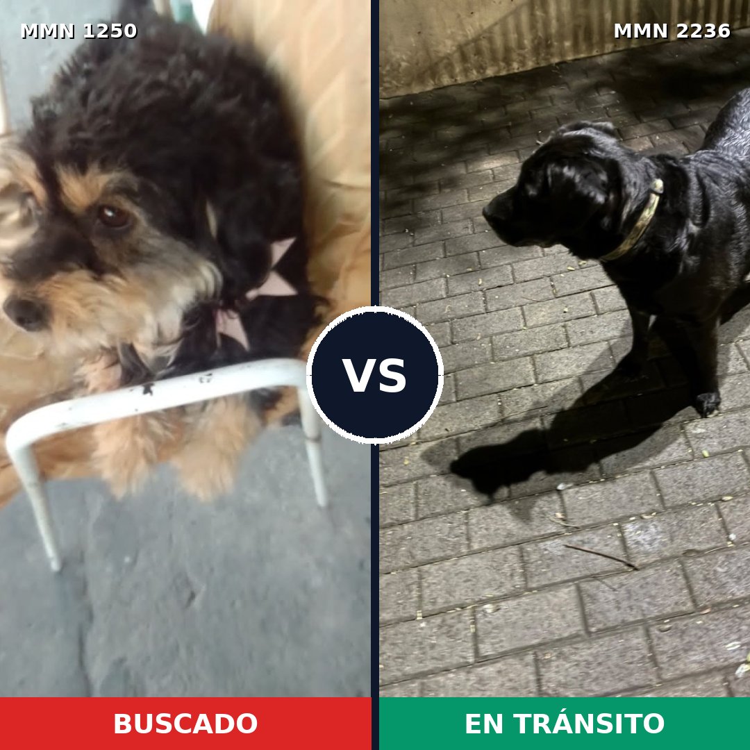 Comparativa MMS 67192: mascota perdida y mascota encontrada, 54% de similitud