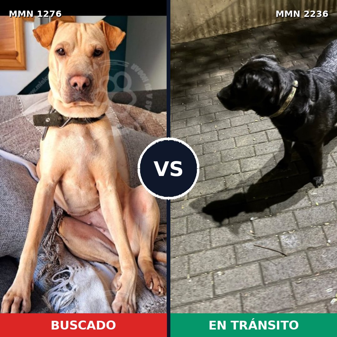 Comparativa MMS 67194: mascota perdida y mascota encontrada, 49% de similitud
