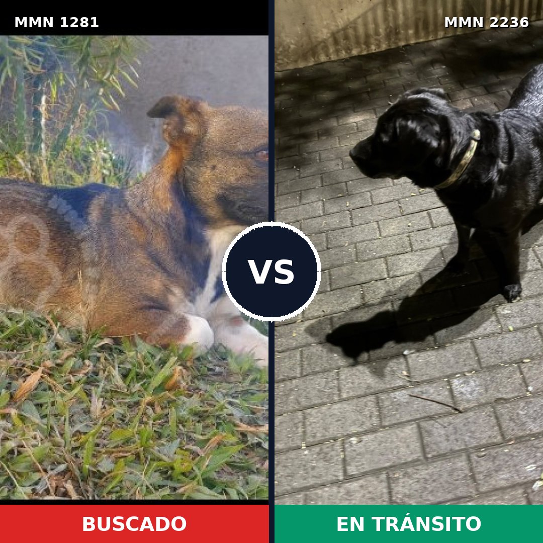 Comparativa MMS 67195: mascota perdida y mascota encontrada, 52% de similitud