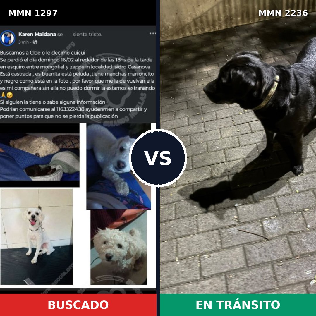Comparativa MMS 67198: mascota perdida y mascota encontrada, 34% de similitud