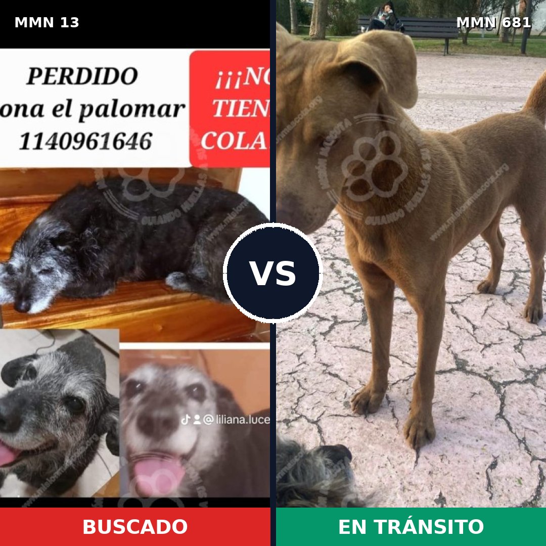 Comparativa MMS 672: mascota perdida y mascota encontrada, 29% de similitud