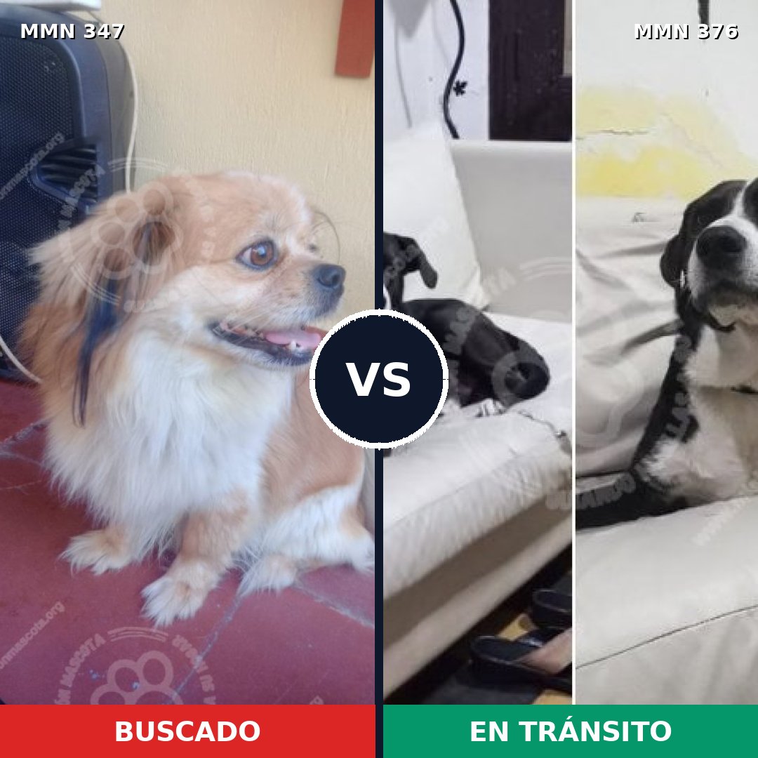 Comparativa MMS 6720: mascota perdida y mascota encontrada, 34% de similitud